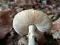 Citromgalóca (Amanita citrina), Somogy